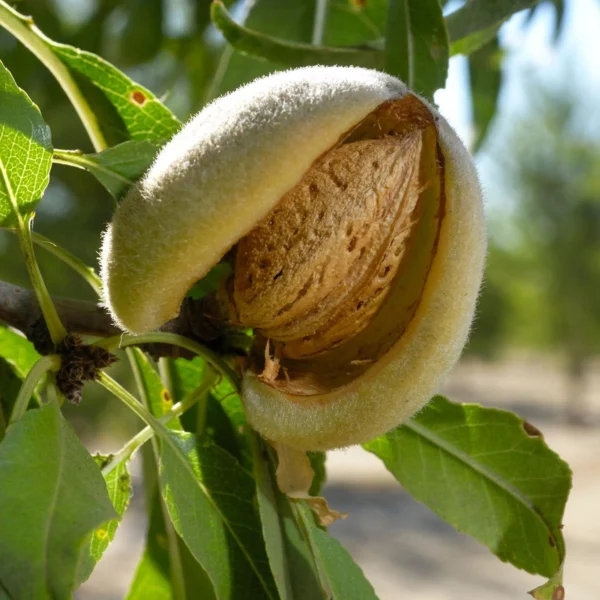 mandorla pizzuta di avola azienda agricola turuzzo