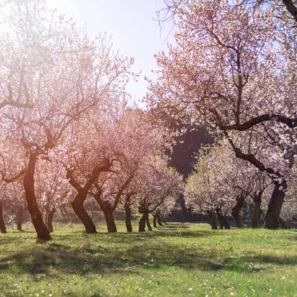 mandorlo in fiore azienda agricola turuzzo avola