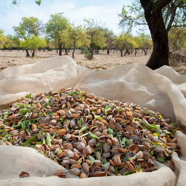 raccolta mandorle azienda agricola turuzzo avola