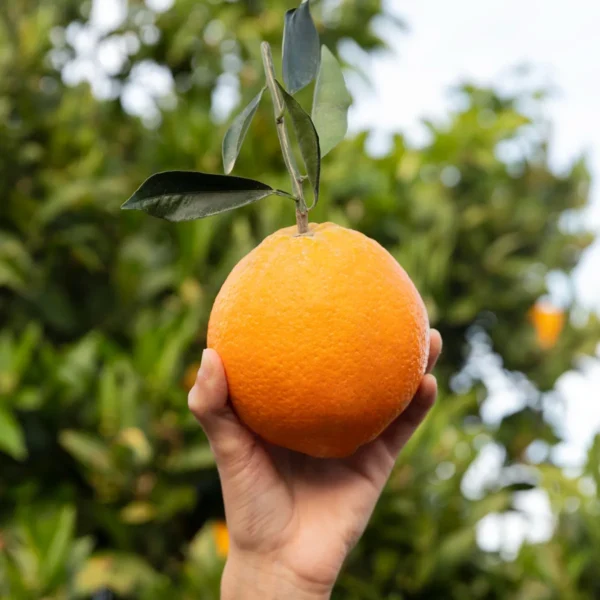 arancia di sicilia azienda agricola turuzzo avola noto