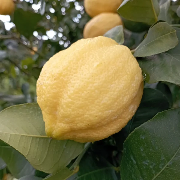 limone primofiore azienda agricola turuzzo avola noto