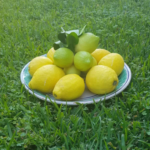 limoni primofiore azienda agricola turuzzo noto