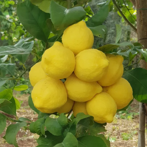 limoni primofiore azienda agricola turuzzo avola noto