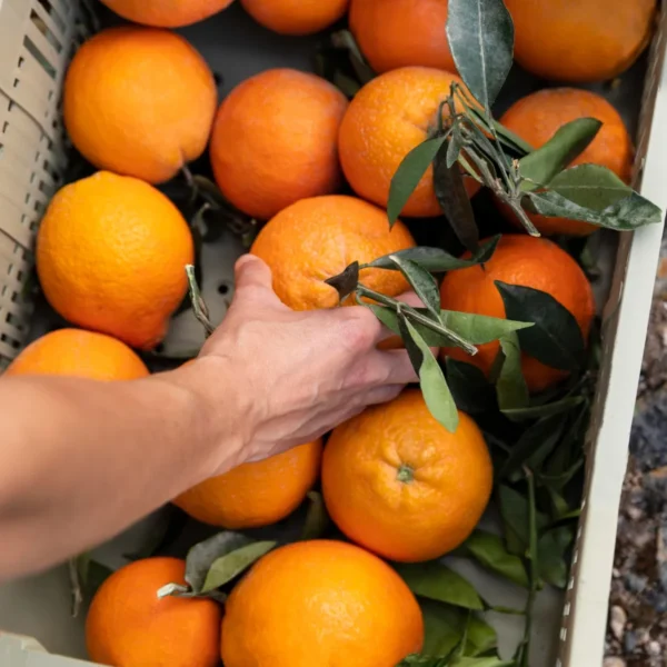 raccolta arance azienda agricola turuzzo avola