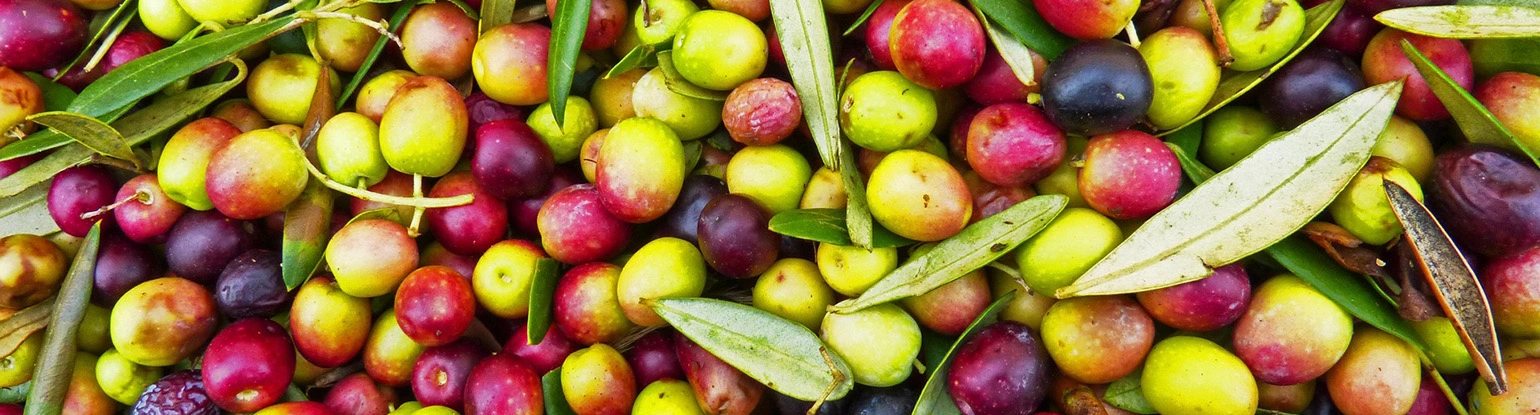 olives azienda agricola turuzzo avola